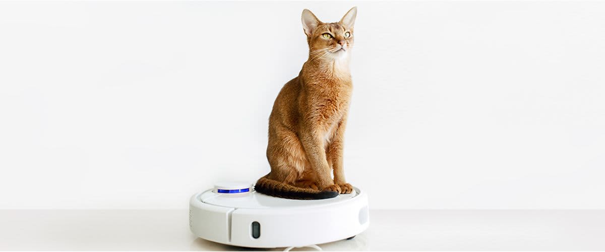 Az állatszőr eltávolítása