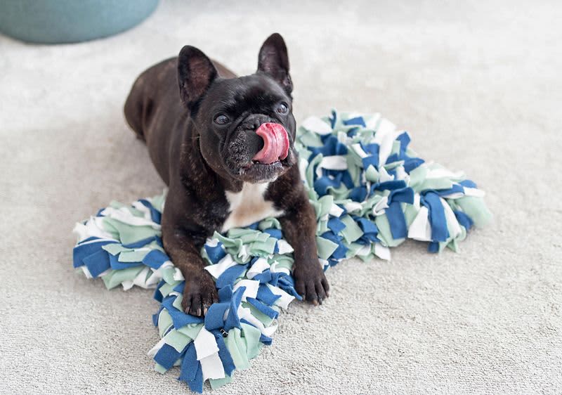 DIY szimatszőnyeg kutyák számára