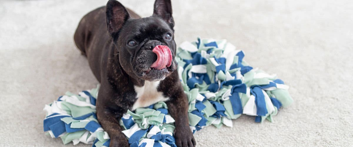 DIY szimatszőnyeg kutyák számára 