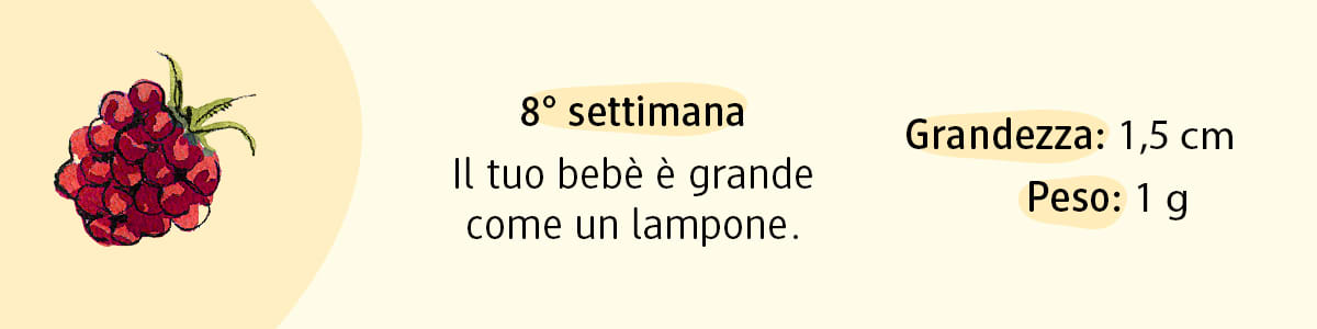 8ª settimana di gravidanza