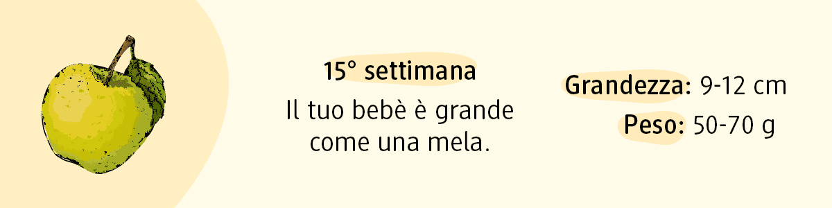 15ª settimana di gravidanza