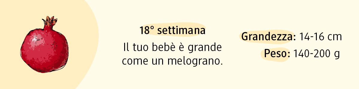 18ª settimana di gravidanza