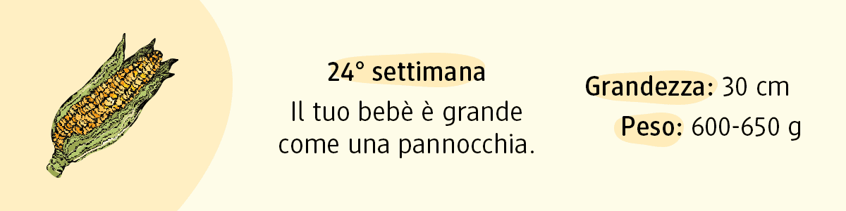 24ª settimana di gravidanza