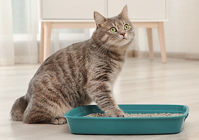 Katze mit einer Pfote im Katzenklo.