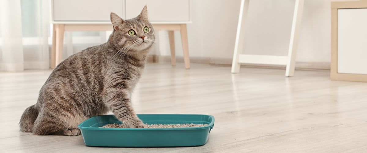 Katze mit einer Pfote im Katzenklo.