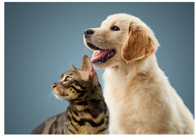 Purina pet care