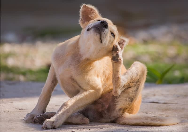Cucciolo di cane che si gratta