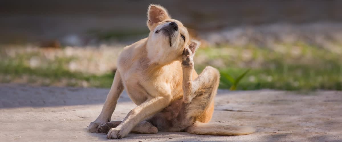 Cucciolo di cane che si gratta