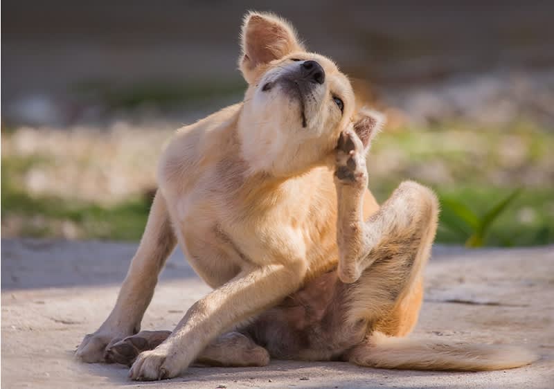 Cucciolo di cane che si gratta