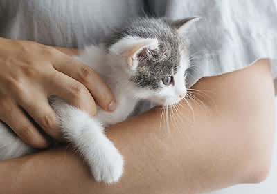 Un gattino in braccio
