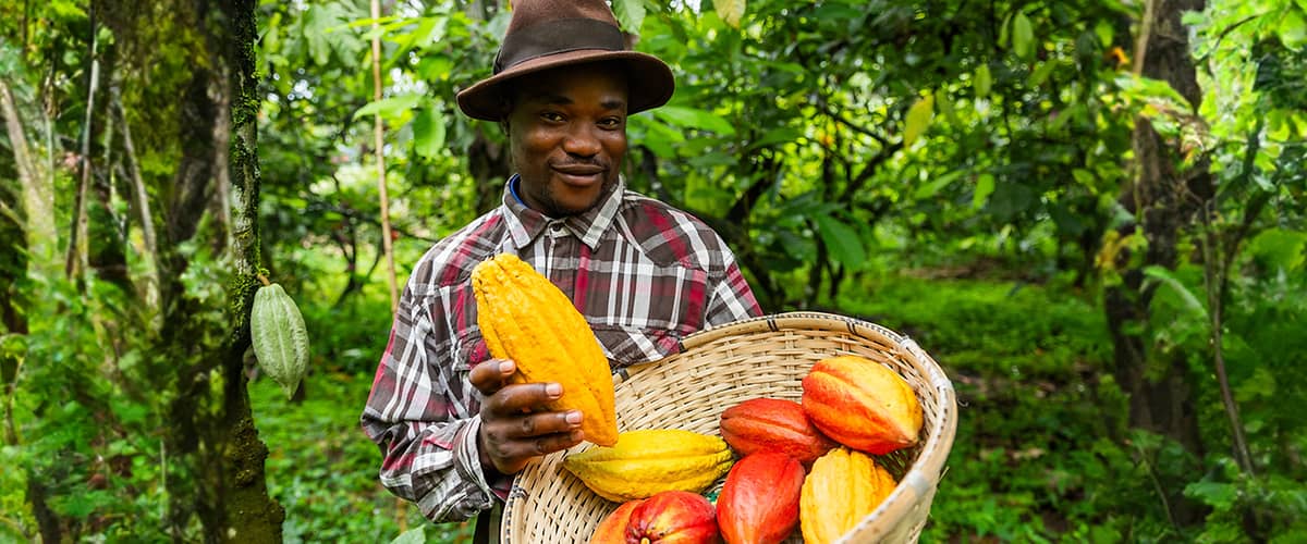 uomo con cesto pieno di fave di cacao