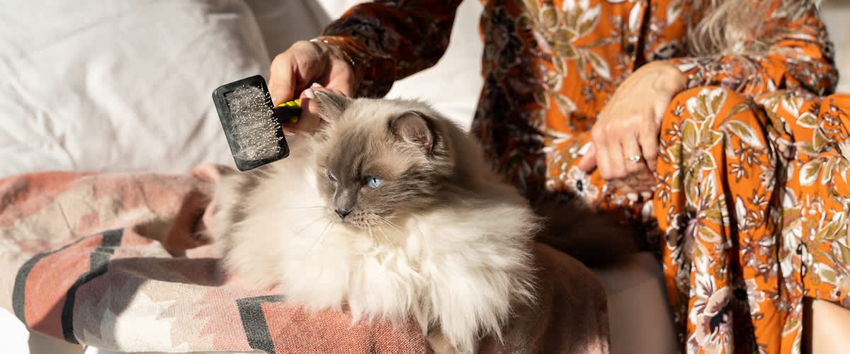 donna pettina il pelo di un gatto seduta su un divano