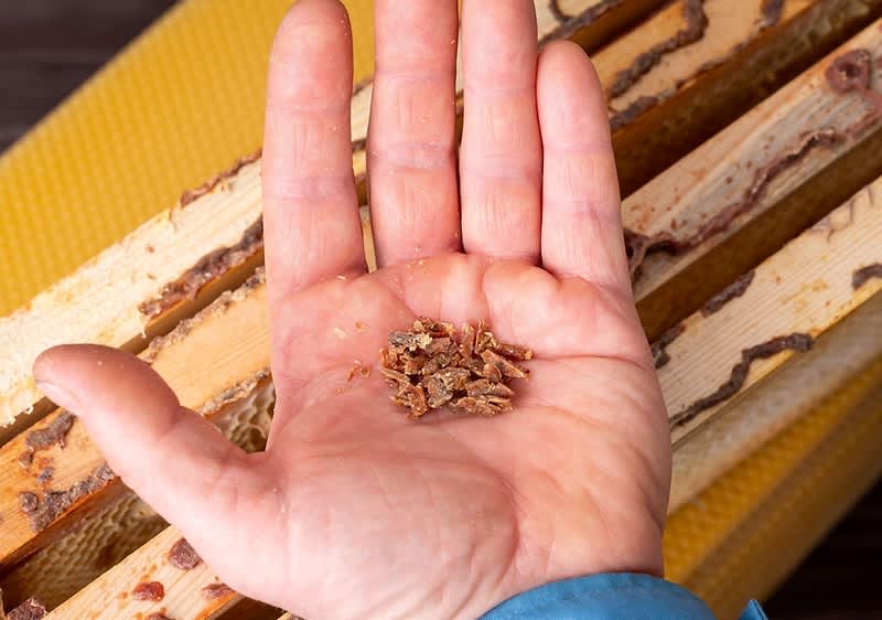 Propoli su mano con favi di legno sullo sfondo