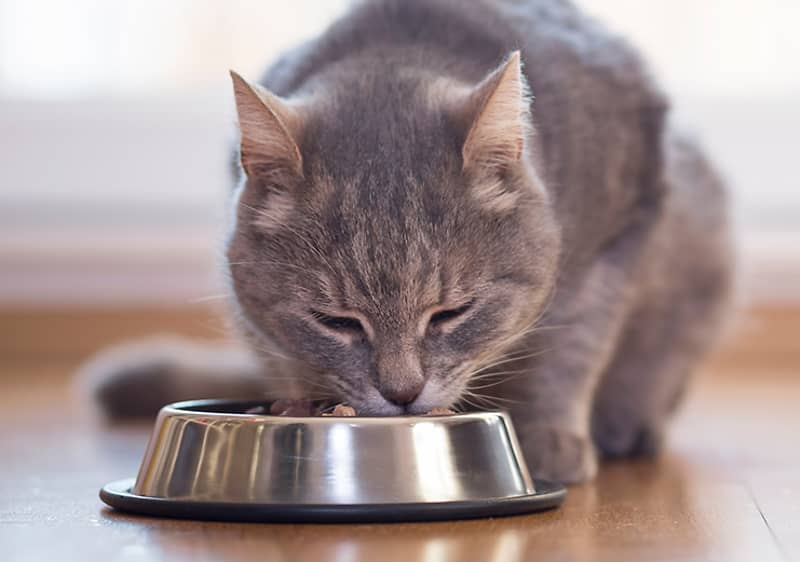Gatto che mangia.