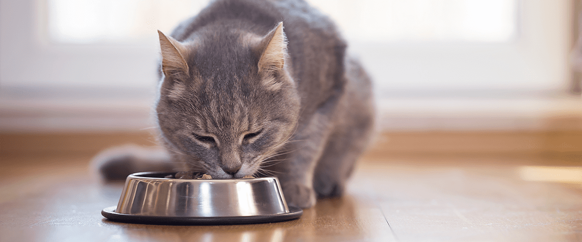 Gatto che mangia.