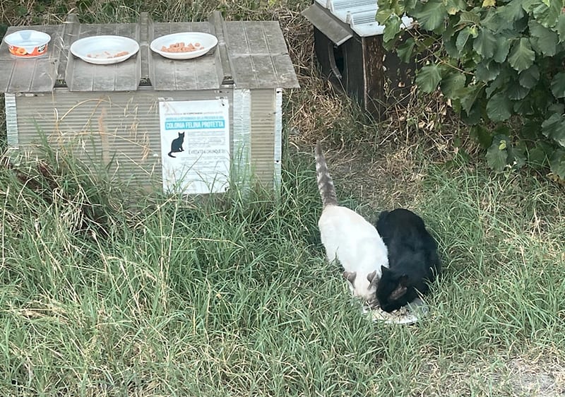 Due gatte, una bianca e una nera, accovacciate su erba alta mentre mangiano cibo da una ciotola; a sinistra una cuccia di legno con tre ciotole sul tetto e un cartello con silhouette di gatto sulla facciata