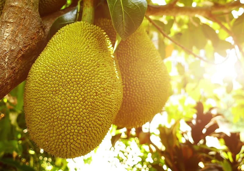 Dżakfrut, jackfruit, wegetariański zamiennik mięsa, wegański