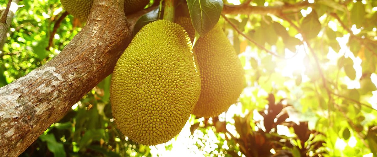 Dżakfrut, jackfruit, wegetariański zamiennik mięsa, wegański
