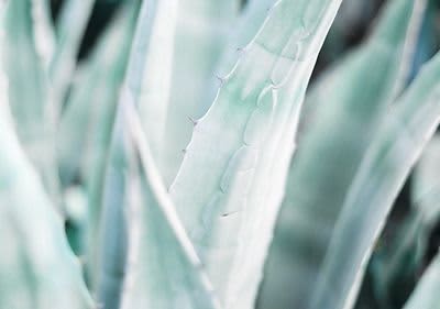 Aloes
