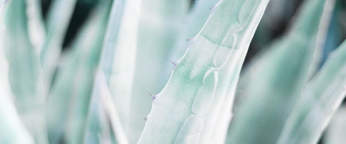 Aloes