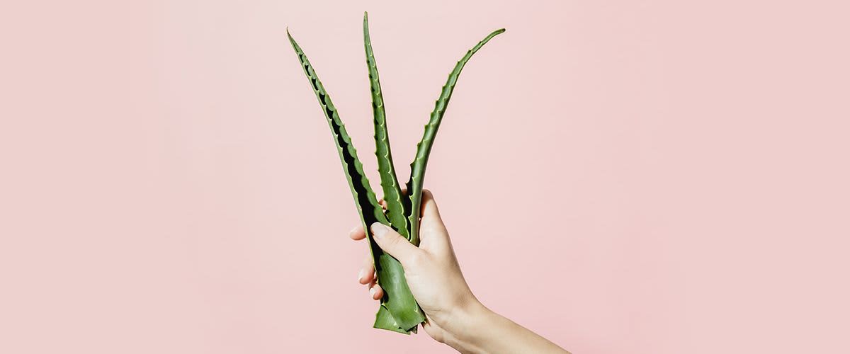 Aloes – zdjęcie fragmentu 1