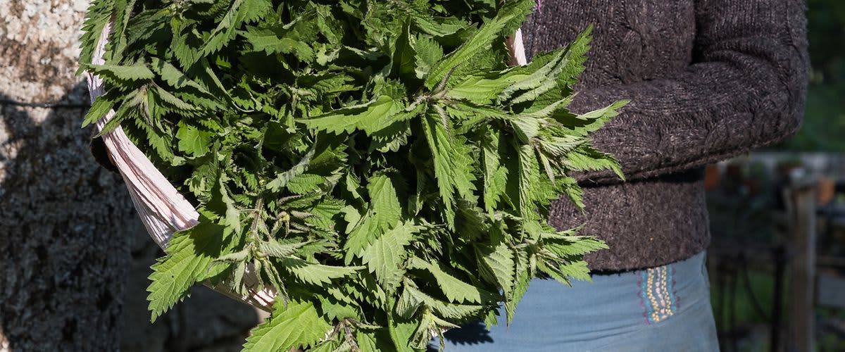 Pokrzywa jest rośliną