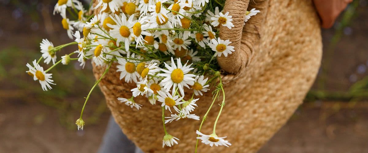 Rumianek, herbata rumiankowa, działanie i zastosowanie