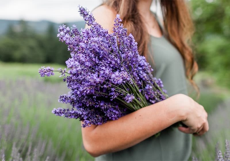 Lawenda: roślina lecznicza i hit w pielęgnacji