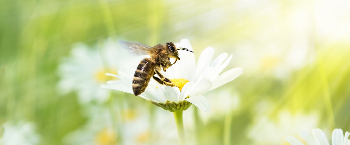 Pszczoły budujące plastry miodu