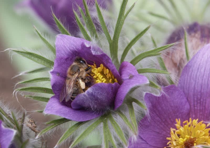 Pszczoła w kwiecie sasanki