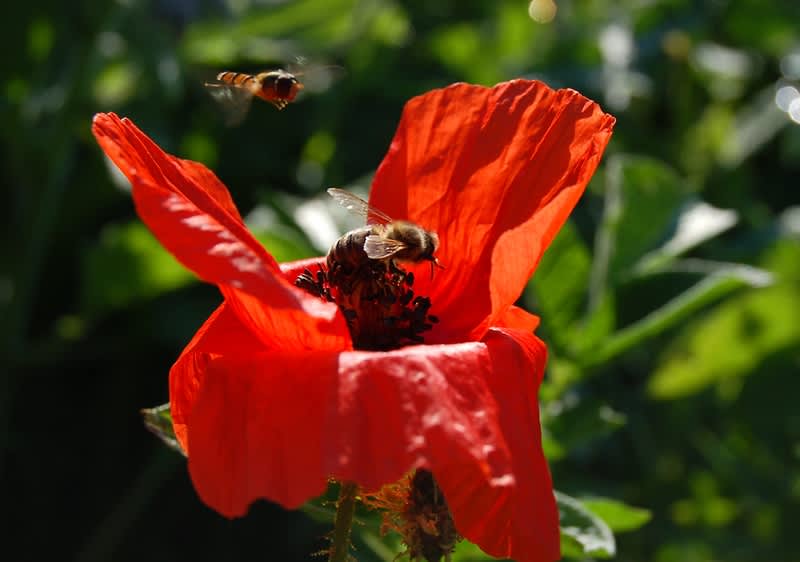 Murarka makowa i muchówka