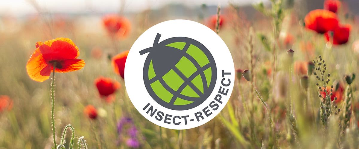Insect respect, zdjęcie wiodące