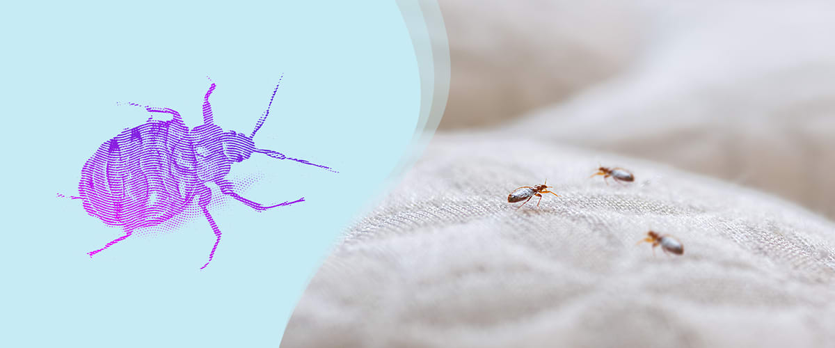 Bettwanzen loswerden