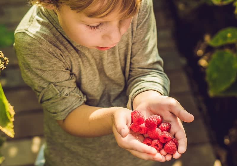 Dziecko trzyma w dłoniach maliny