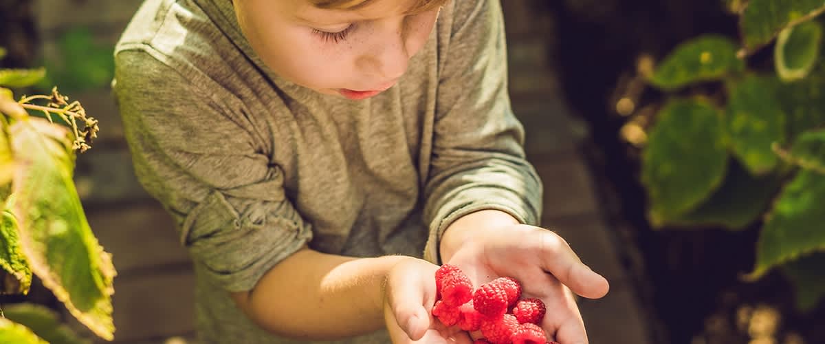 Dziecko trzyma w dłoniach maliny