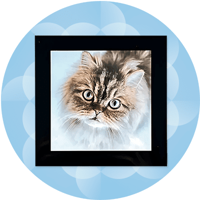 Pisică cu blană lungă și ochi verzi pe fundal albastru