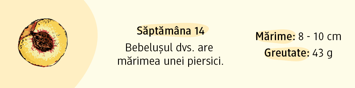 Mărime și greutate: 8-10 cm și 43 g pe fundal deschis