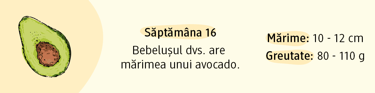 Săptămâna 16 sarcină mărimea bebelușului cât un avocado