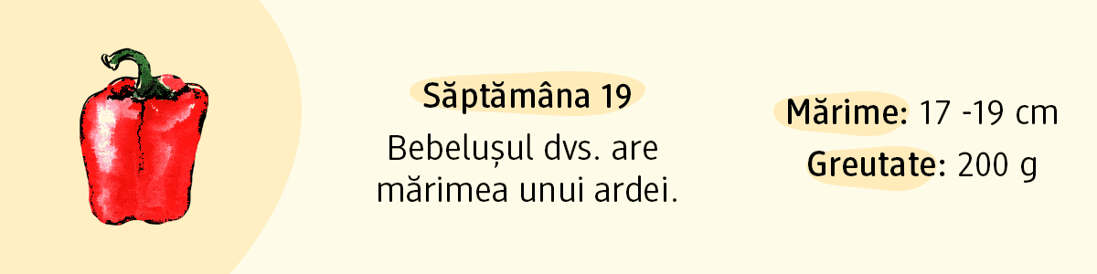 Săptămâna 19 mărimea unui ardei pentru bebeluș