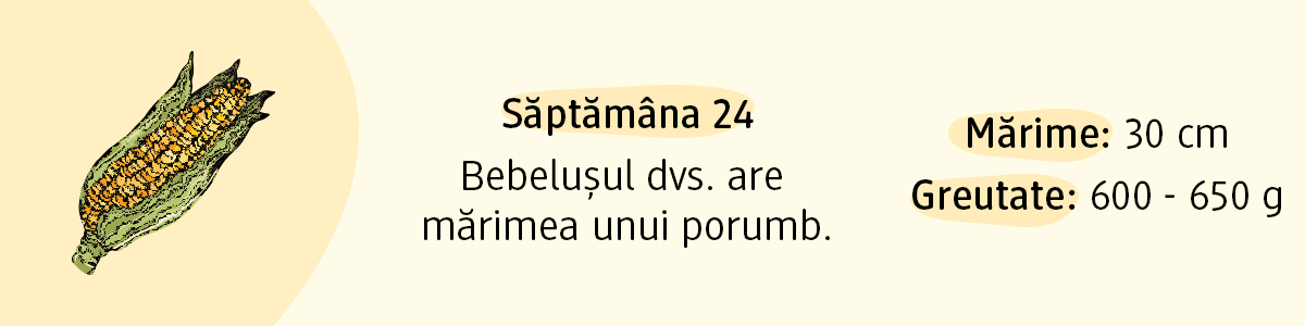 Săptămâna 24 bebelușul are mărimea unui porumb