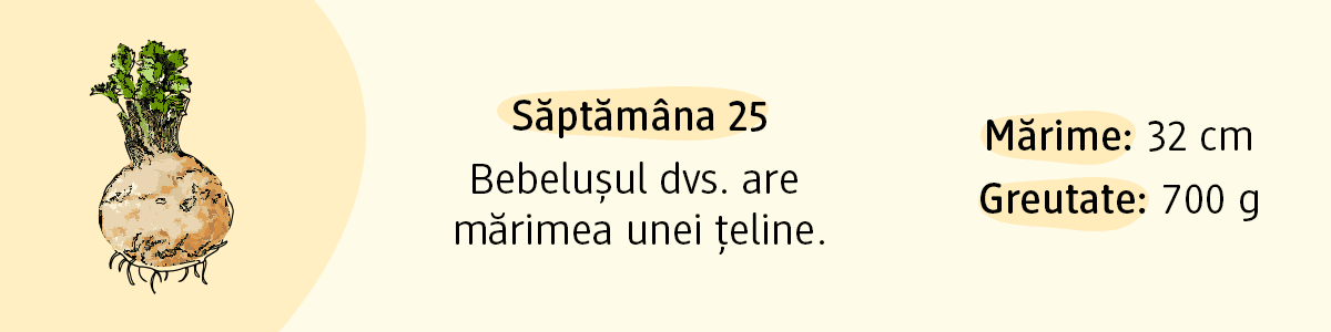 Săptămâna 25 bebelușul are mărimea unei țeline