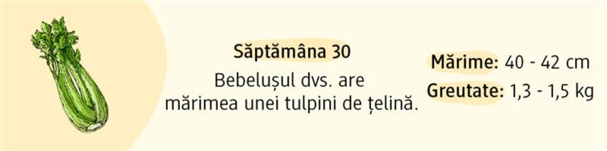 Săptămâna 30 bebelușul are mărimea unei tulpini de țelină