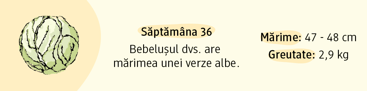 Săptămâna 36 bebelușul are mărimea unei verze albe