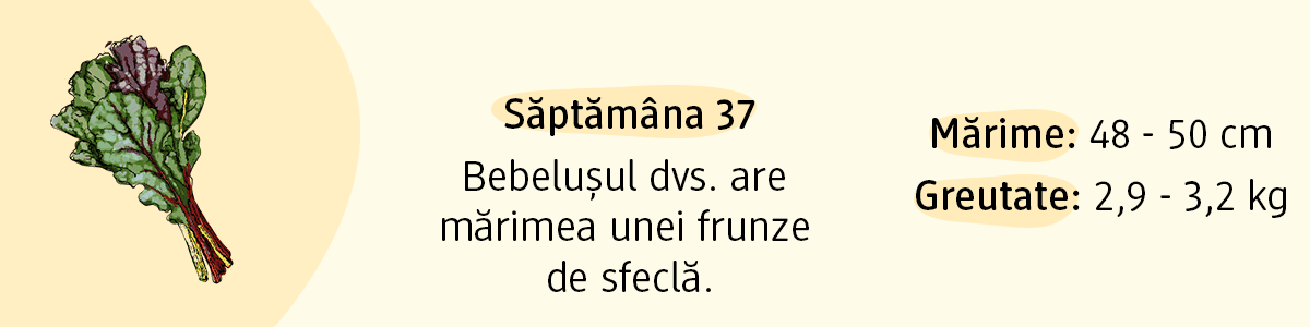 Săptămâna 37 mărimea bebelușului frunză de sfeclă