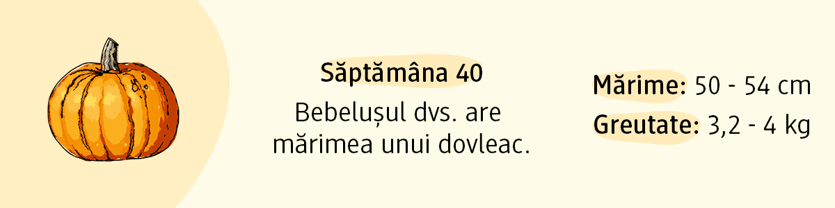Săptămâna 40 mărimea unui dovleac