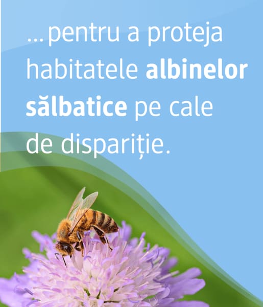Albine sălbatice pe floare cu text despre habitate