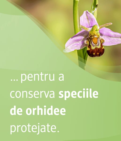 Text despre conservarea speciilor de orhidee
