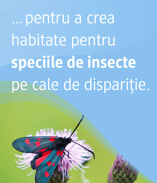 Fluture roșu-negru pe floare roz