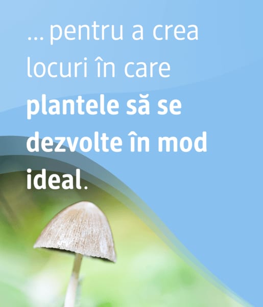Text despre locuri ideale pentru dezvoltarea plantelor