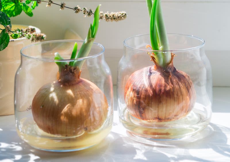 Cultivăm legume în sufragerie.